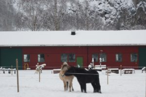 Og så vart det vinter! Ikkje at hestane brydde seg mykje om mange veker med kuldegrader og snø. Desse to har jo tjukk vinterpels!