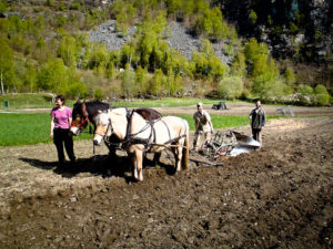 Elever bruker en sveitsisk vendeplog med hestene Kjartan og Almitra, til å pløye elvehagen